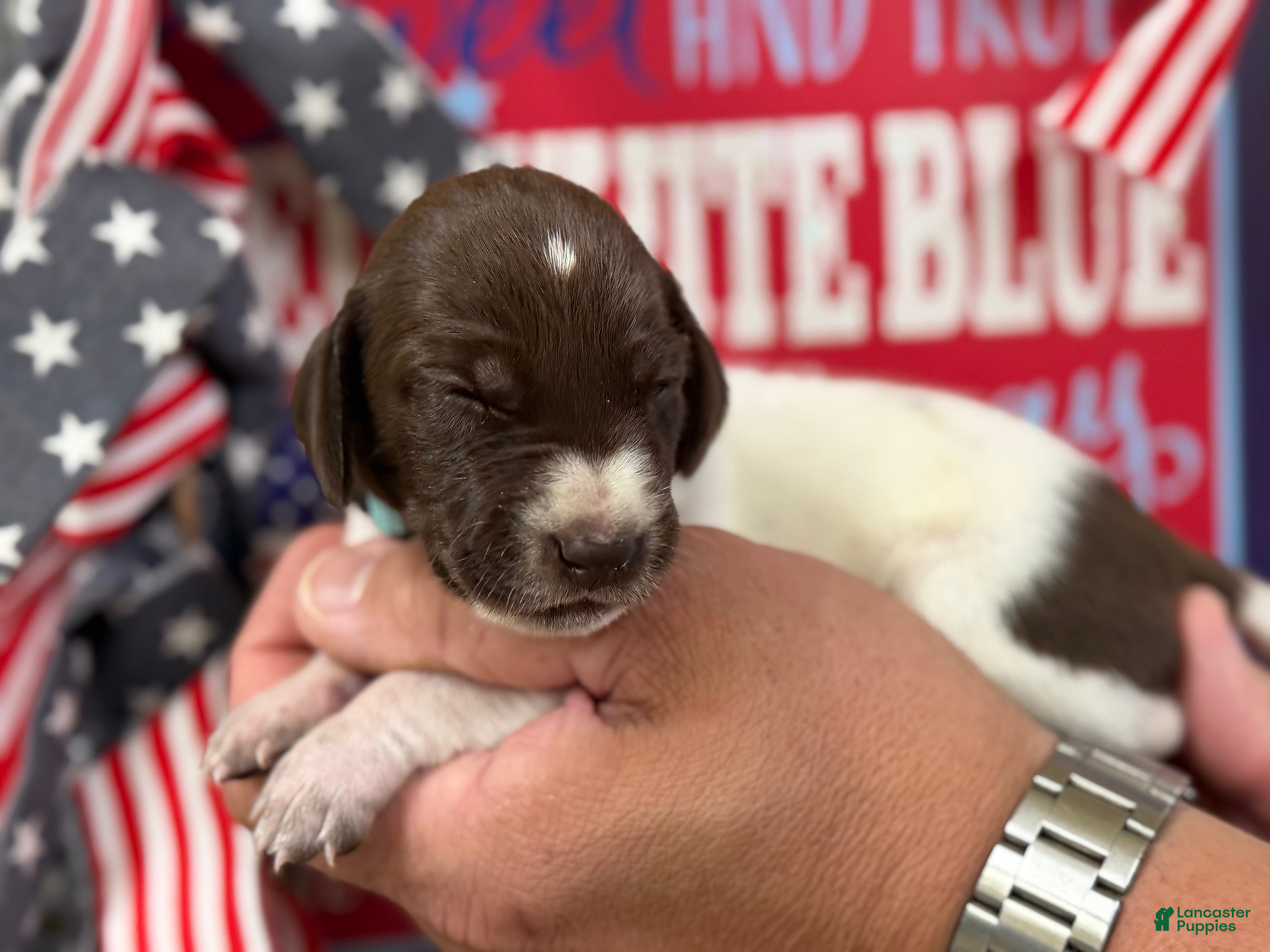 German Shorthaired Pointer dogs Justice  - Ad 2