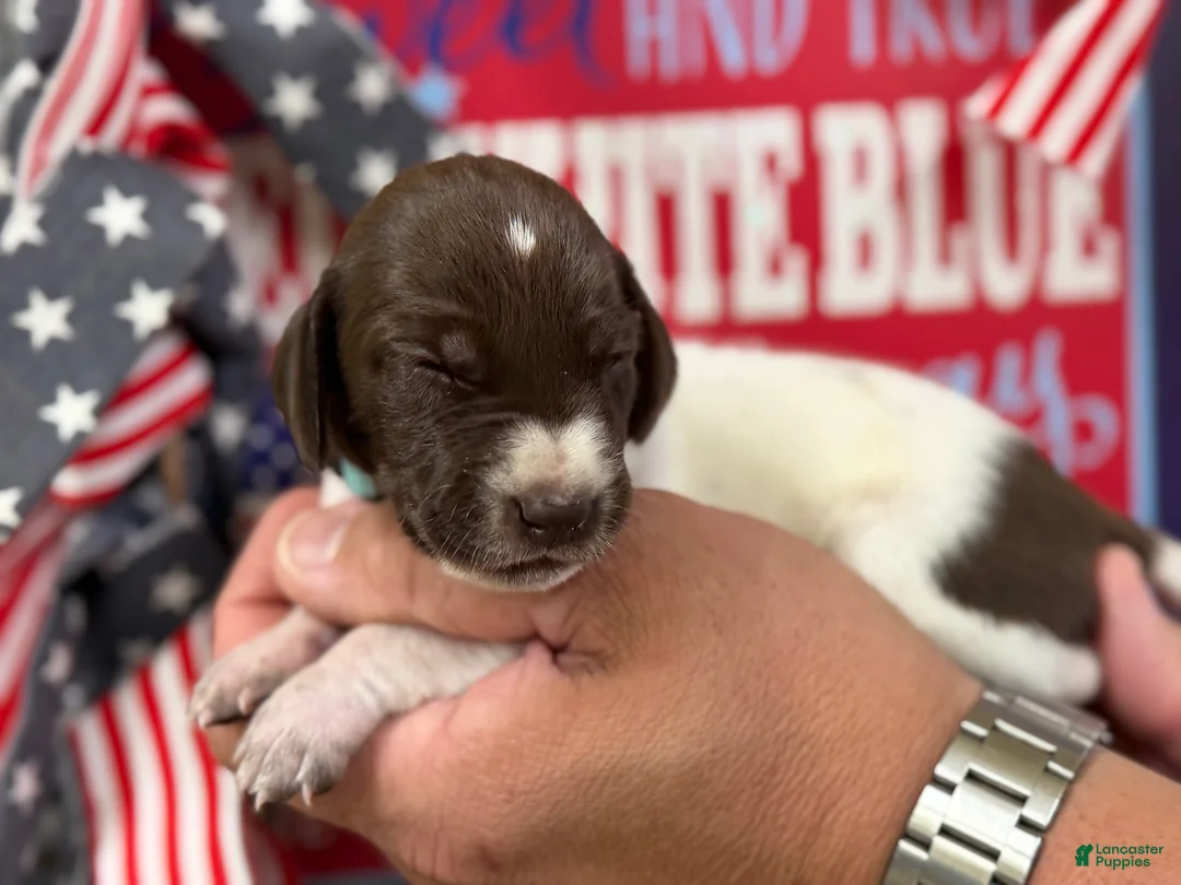 German Shorthaired Pointer dogs for sale: Justice  - Ad 2