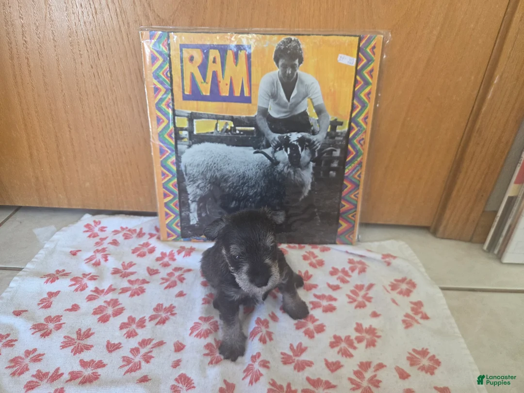 Miniature Schnauzer dogs for sale: Marigold - Ad 1