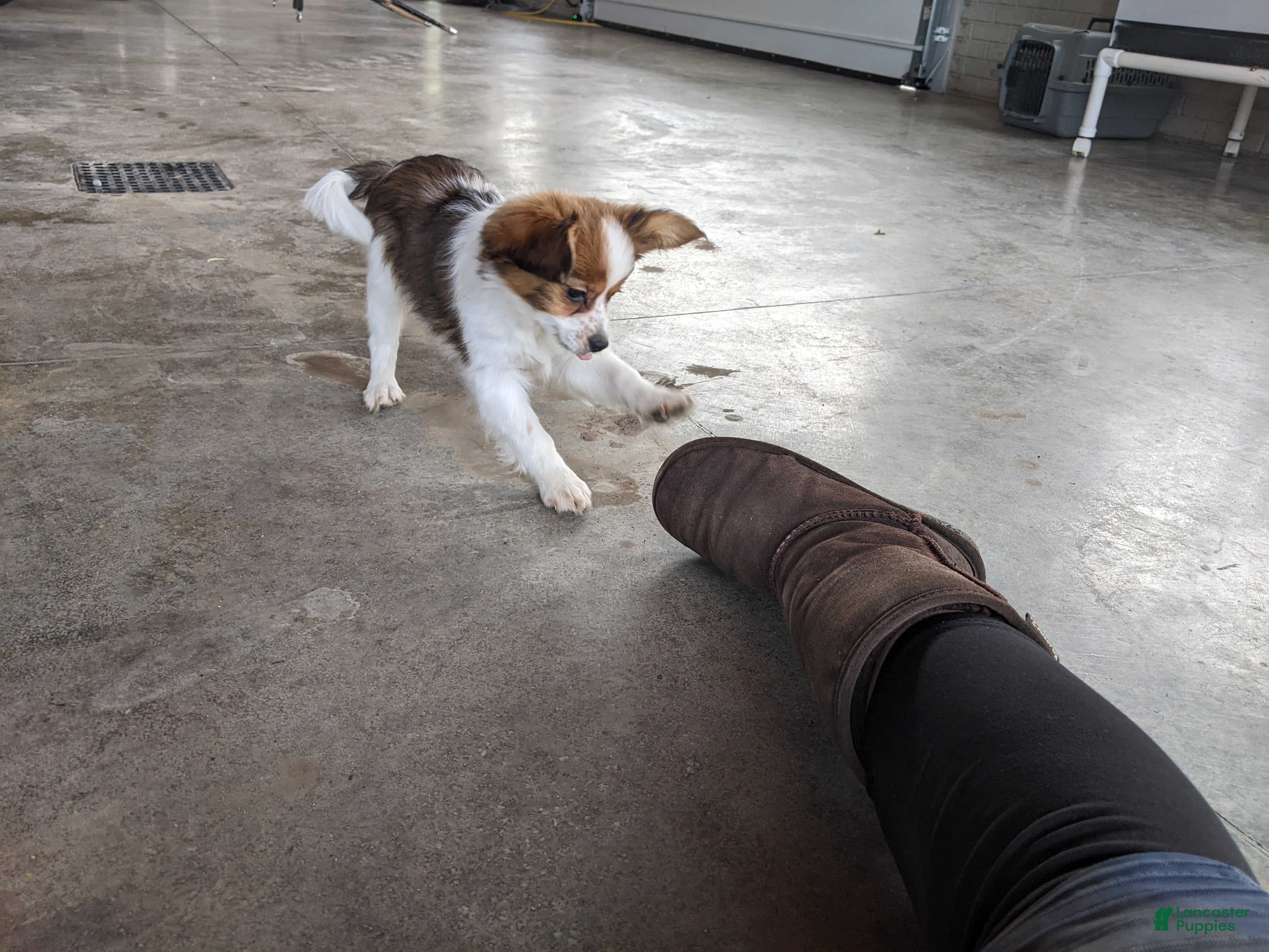 Papillon dogs Chase - Ad 2