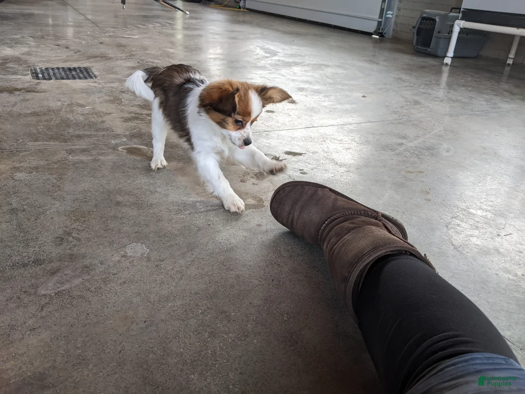 Papillon dogs for sale: Chase - Ad 2