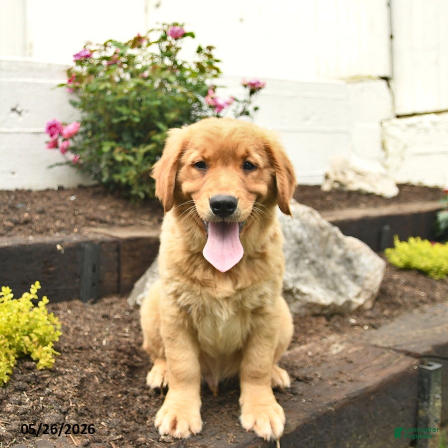 Golden Retriever dogs Charlie  - Ad 1