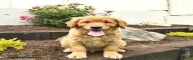 Charlie 