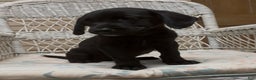 Labrador Retriever dogs for sale: Labrador Retriever Chester - Ad 50