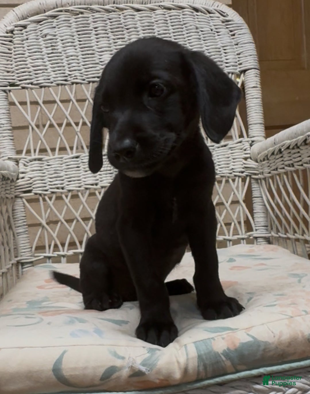 Labrador Retriever dogs for sale: Labrador Retriever Chester - Ad 50