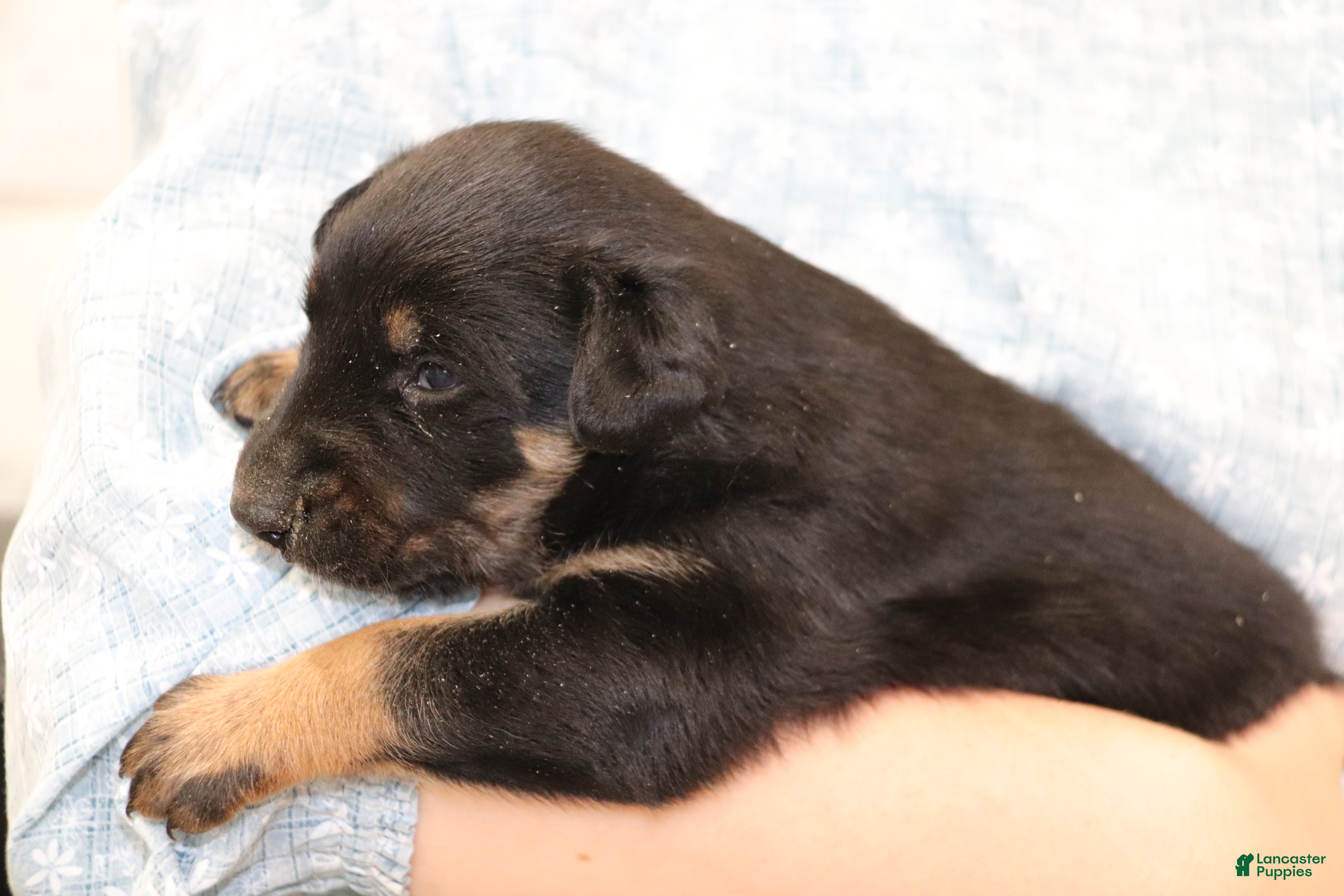 Other breed dogs Border Collie Puppy 4 - Ad 2