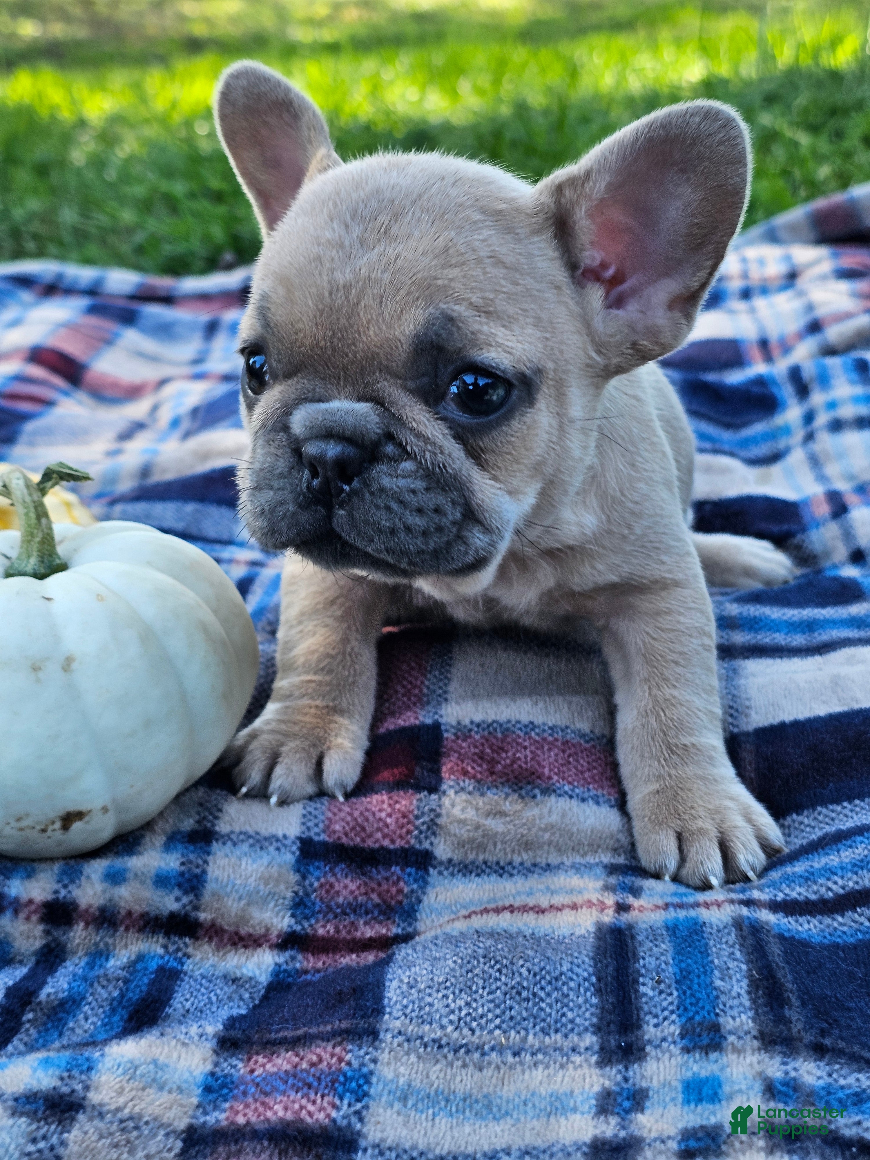 French Bulldog dogs for sale: Poppy Mae - Ad 5