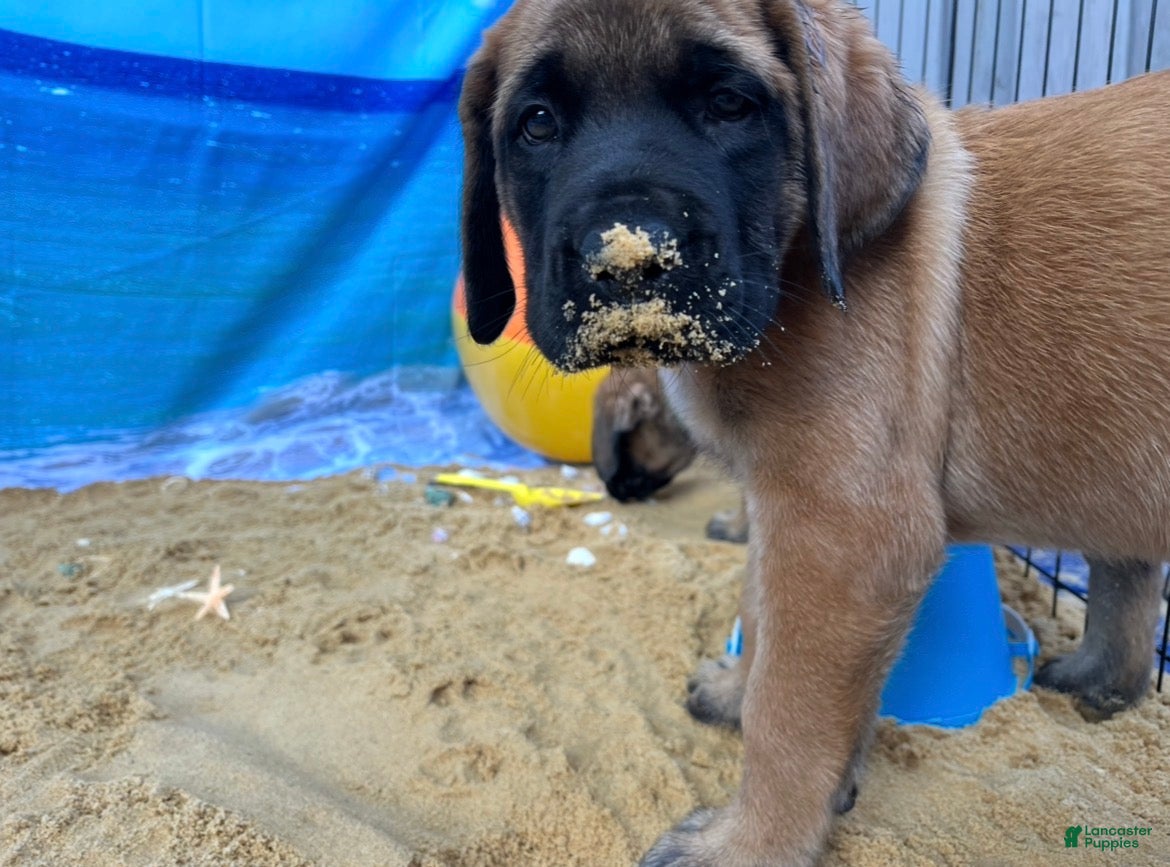 English Mastiff dogs Pearl - Ad 20
