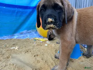 English Mastiff dogs Pearl - Ad 33