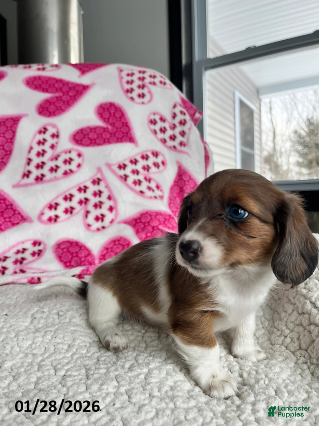 Miniature Dachshund dogs for sale: Rosie Bud - Ad 4