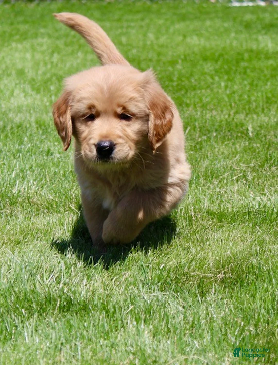 Golden Retriever dogs for sale: Ollie - Ad 2