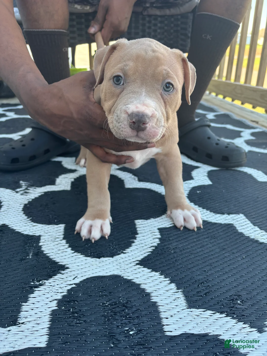 American Bully dogs for sale: American Bully Puppy 2 - Ad 2