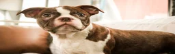 Boston Terrier dogs for sale: Kade - Ad 6