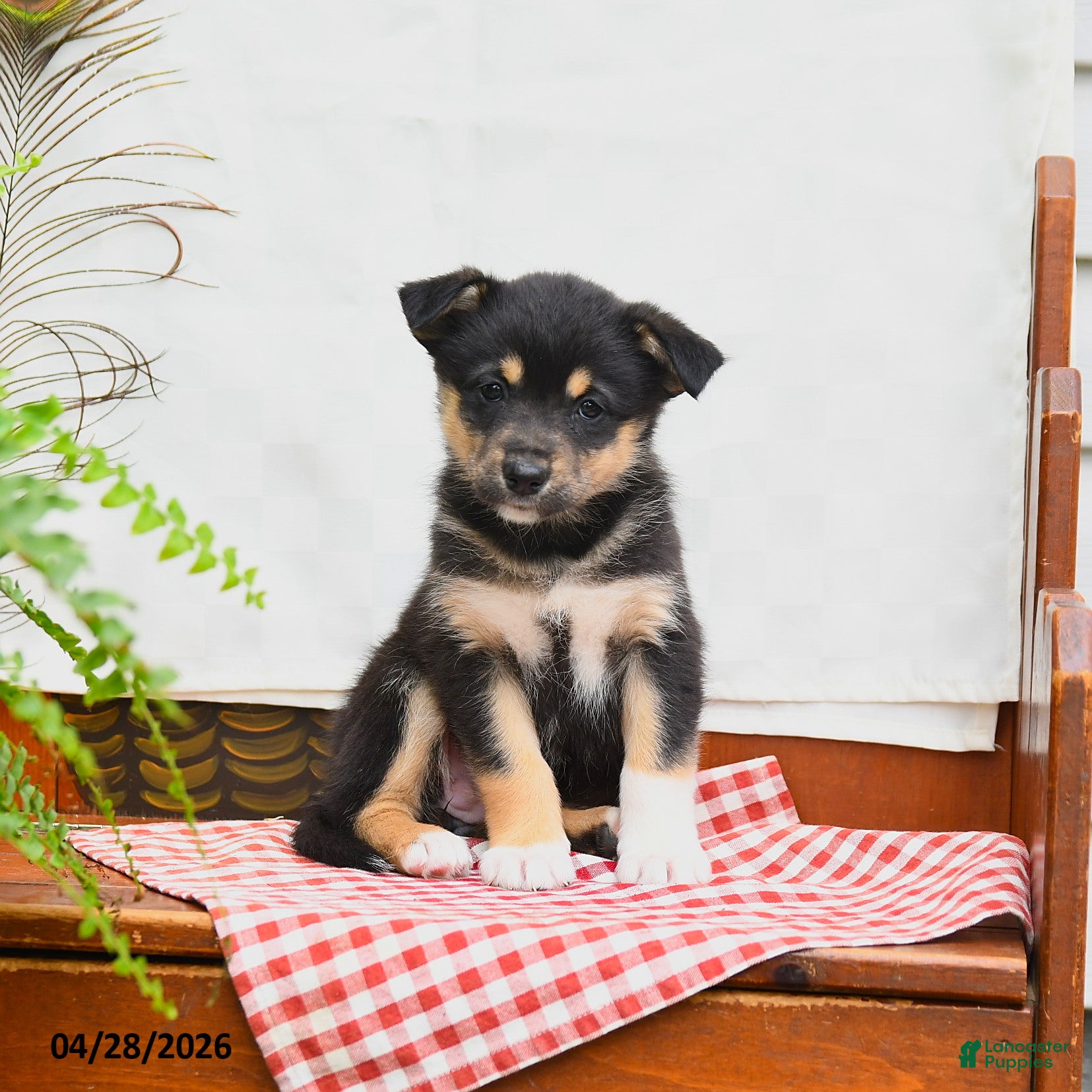 Australian Shepherd dogs Freda - Ad 1