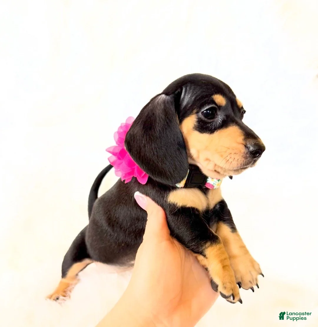 Miniature Dachshund dogs for sale: AKC Zoey - Ad 1