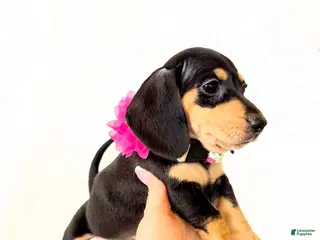 Miniature Dachshund dogs AKC Zoey - Ad 9