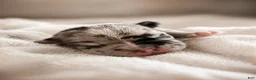 Mixed Breed dogs for sale: Poppy - Ad 1