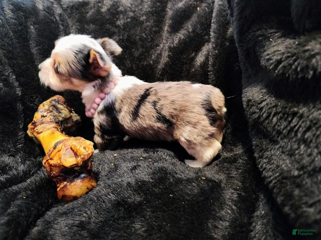 Yorkshire Terrier dogs for sale: Yorkshire Terrier Puppy 1 - Ad 1