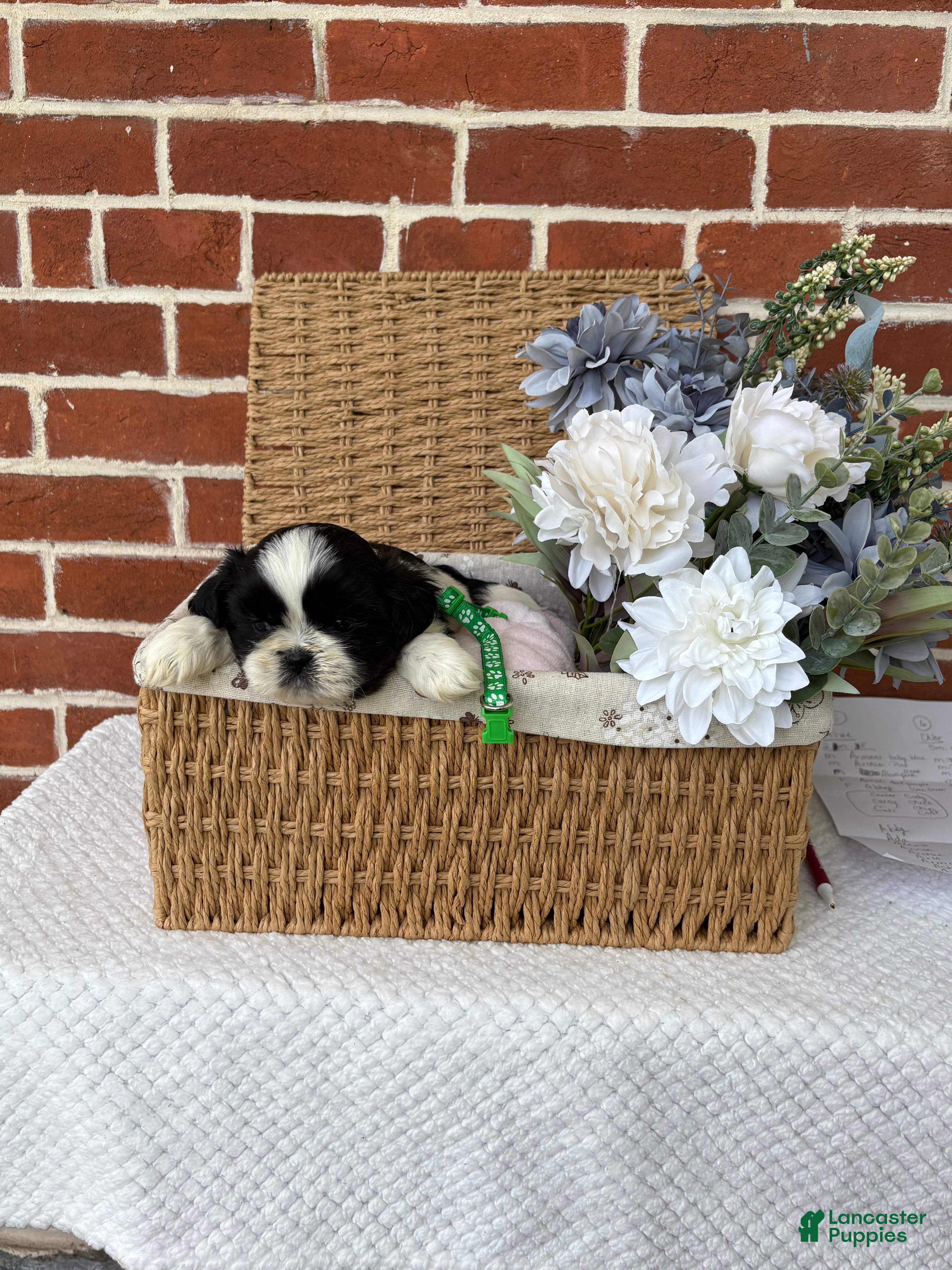 Shih Tzu dogs for sale: Louie - Ad 10
