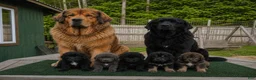 Tibetan Mastiff dogs for sale: Tibetan Mastiff 5 - Ad 2