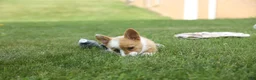 Welsh Corgi Pembroke dogs for sale: Dixie 🐶💖 - Ad 8