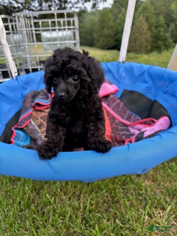 Toy Poodle dogs Winnie - Ad 2