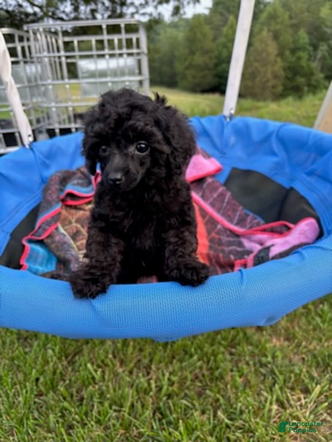 Toy Poodle dogs for sale: Winnie - Ad 2