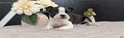 Boston Terrier dogs for sale: Mason - Ad 4