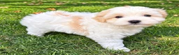 Shihpoo dogs for sale: Milo - Ad 1