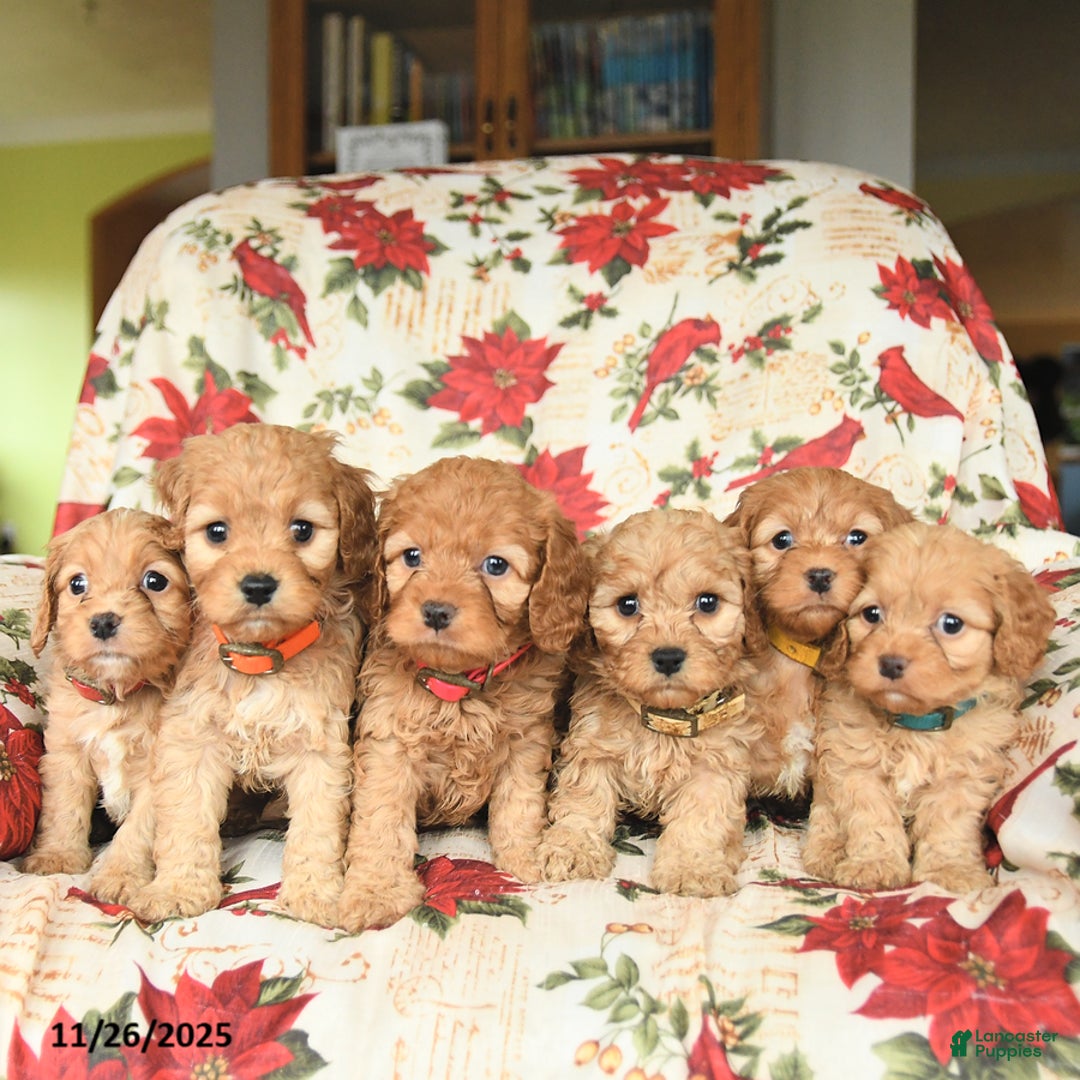 Cockapoo dogs for sale: Spirit - Ad 5