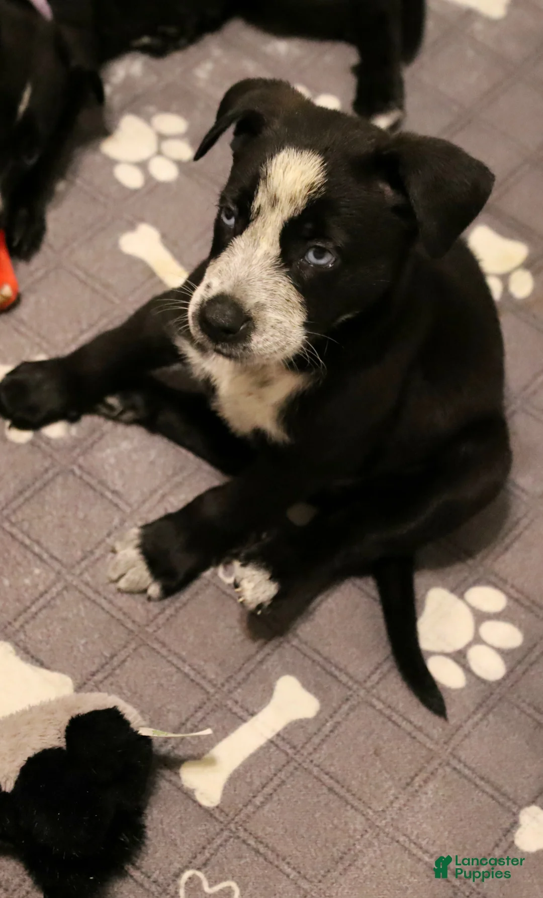 Mixed Breed dogs for sale: Juno - Ad 1