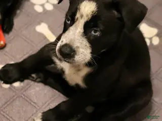 Mixed Breed dogs for sale: Juno - Ad 4