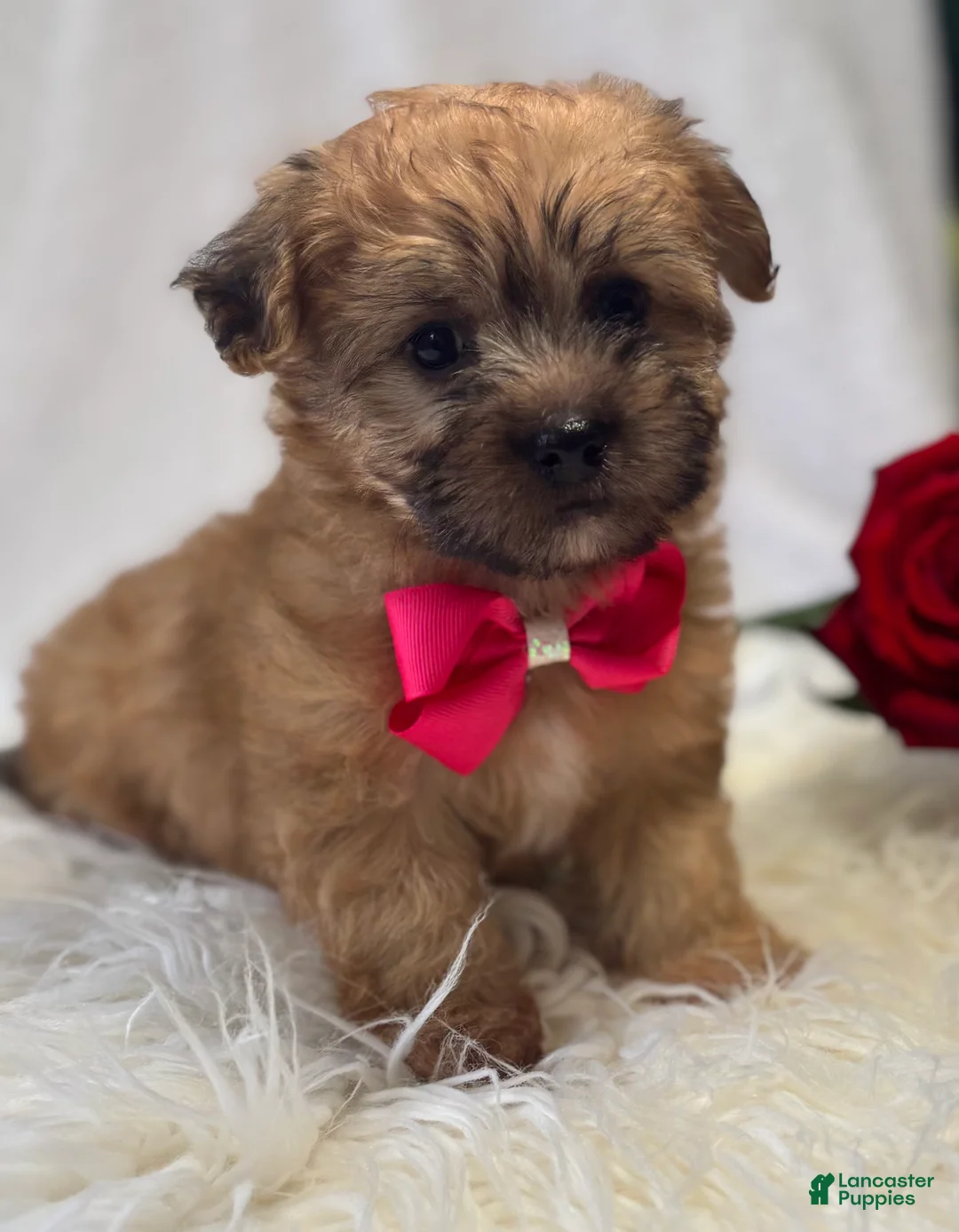 Morkie dogs for sale: Ava - Ad 2