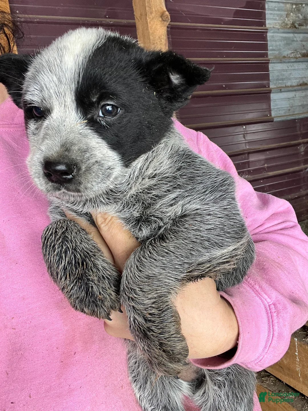 Australian Cattle Dog dogs for sale: Abel - Ad 2