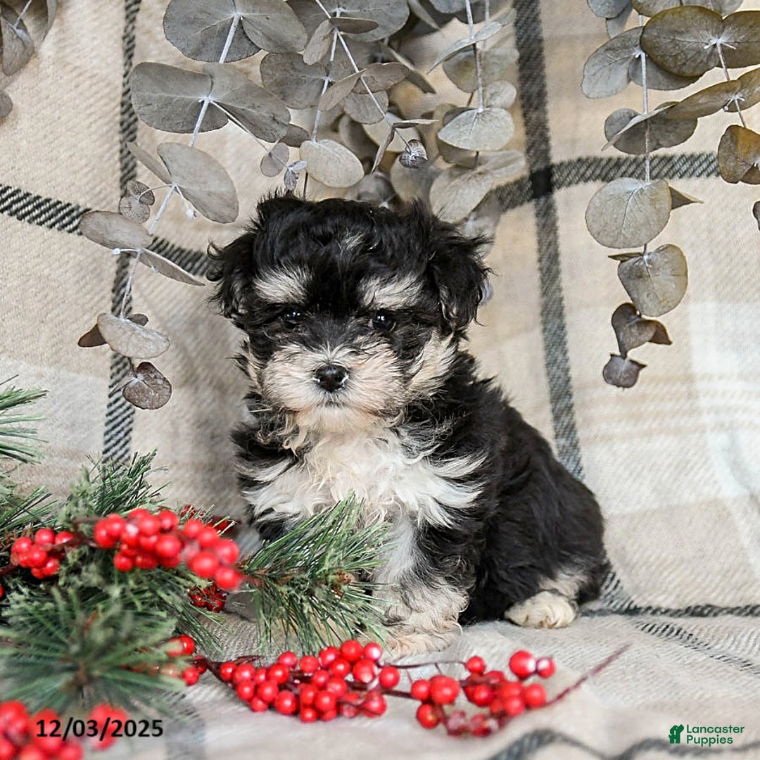 Maltipoo dogs for sale: Daisy - Ad 3