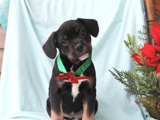 Mixed Breed dogs Annie - Ad 28