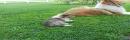Collie dogs for sale: Bo-peep - Ad 2