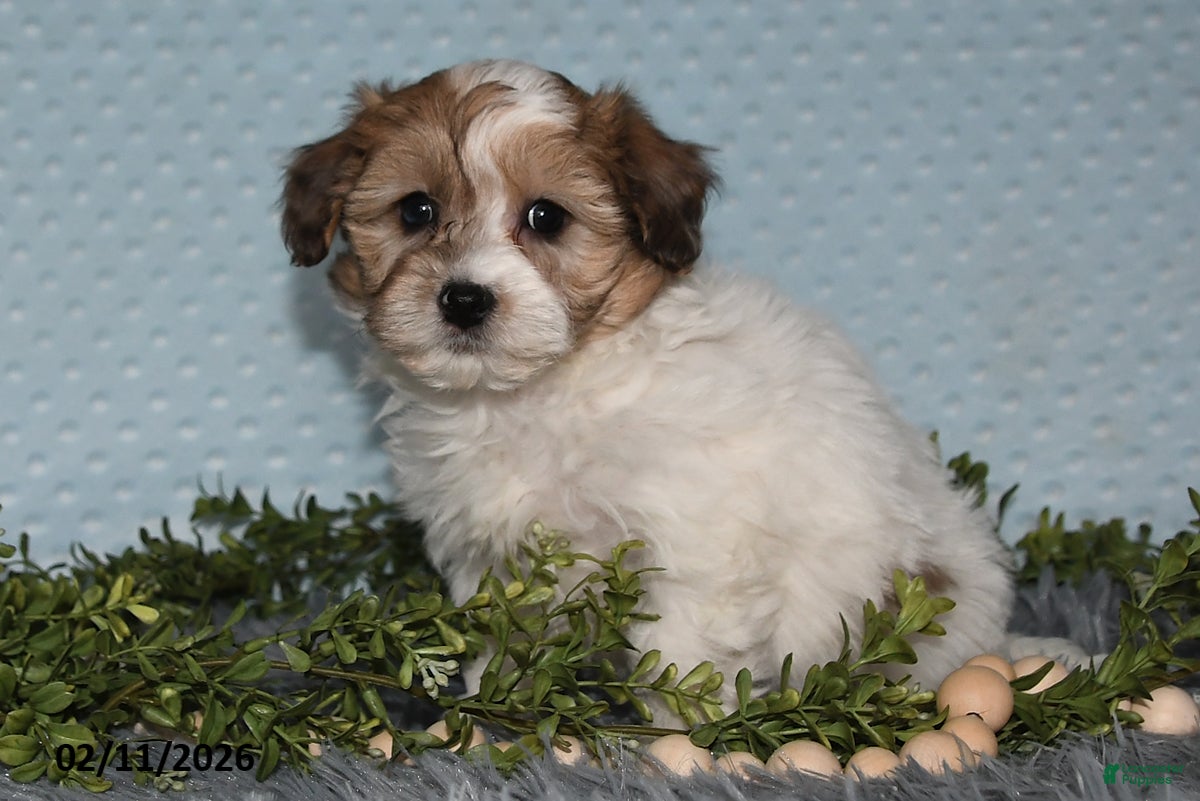 Havapoo dogs Enzo - Ad 2