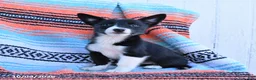 Mixed Breed dogs for sale: Daisy - Ad 3