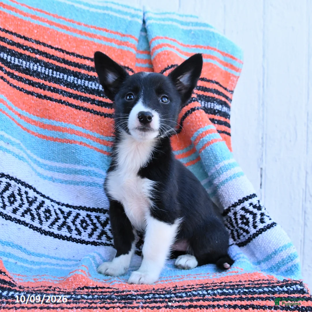 Mixed Breed dogs for sale: Daisy - Ad 3