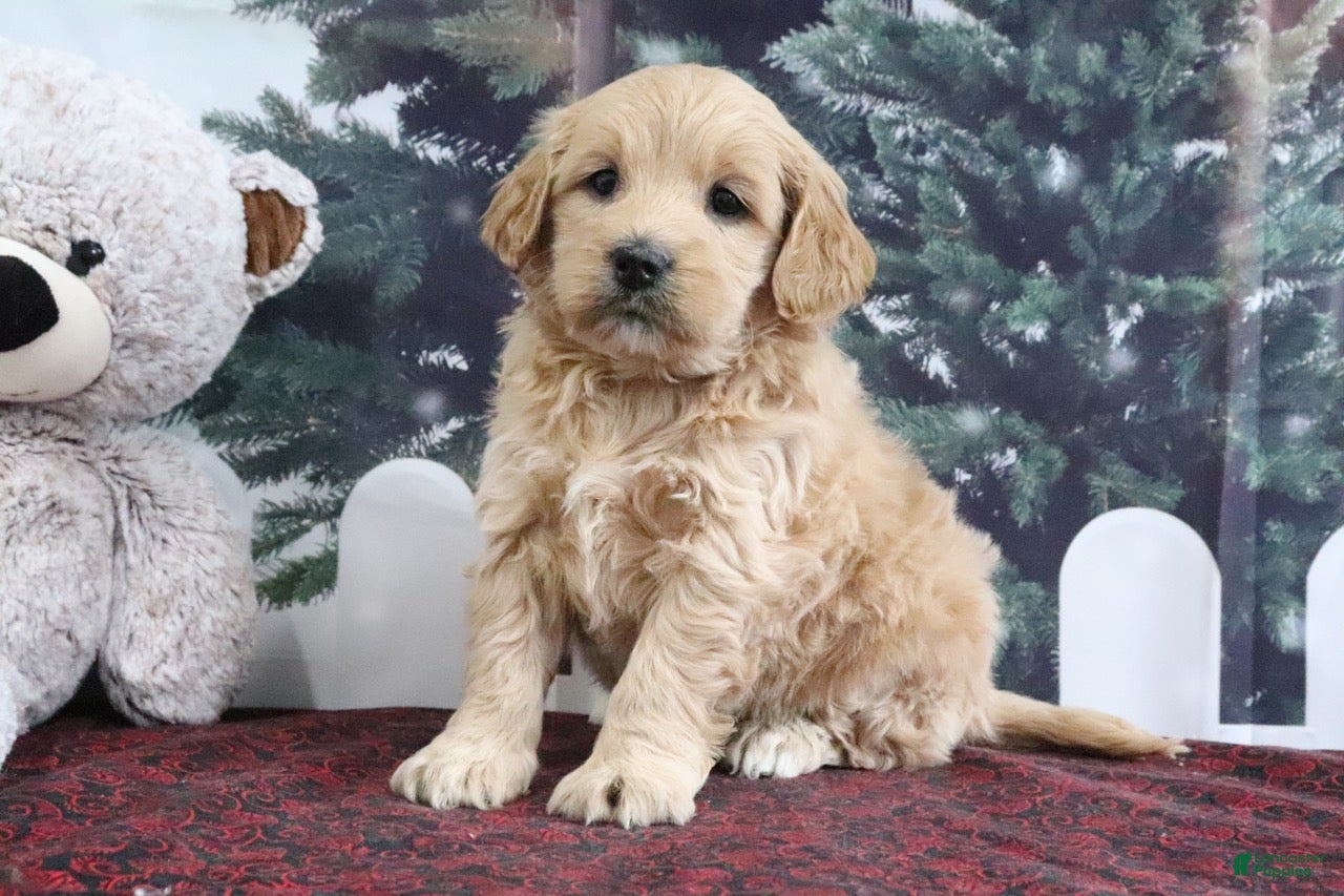 Mini Goldendoodle dogs Lulu - Ad 32