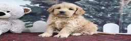 Mini Goldendoodle dogs for sale: Lulu - Ad 1
