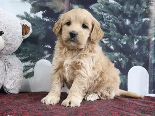 Mini Goldendoodle dogs Lulu - Ad 17