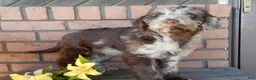 Labradoodle dogs for sale: Sweetie - Ad 7