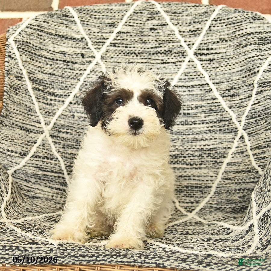 Schnoodle dogs Bandit - Ad 1