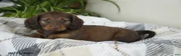 Miniature Dachshund dogs for sale: Isaac - Ad 5