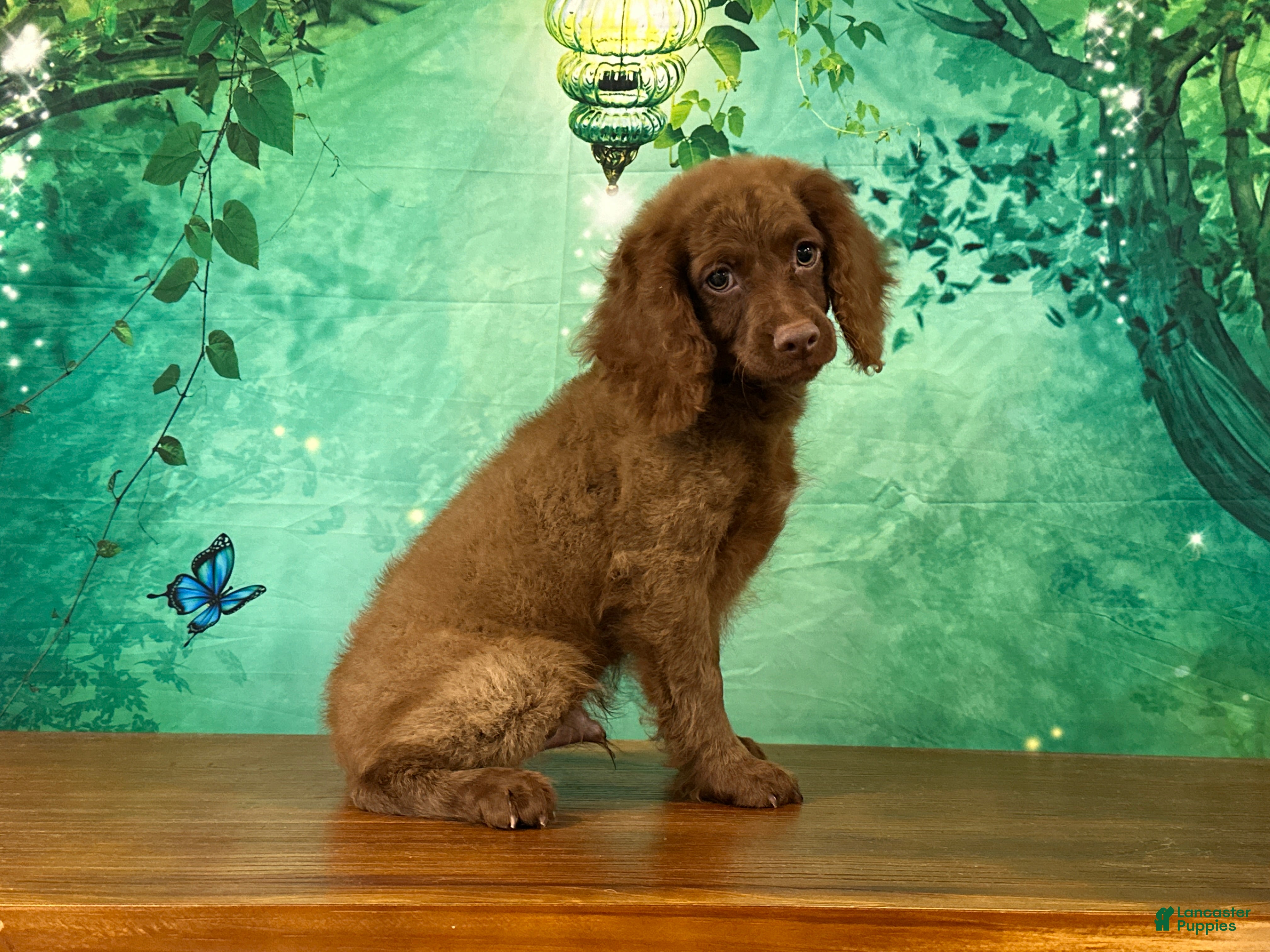 Cockapoo dogs Hershey - Ad 1