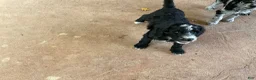 Aussiedoodle dogs for sale: Kobe - Ad 11