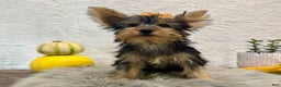 Yorkshire Terrier dogs for sale: Shania - Ad 3