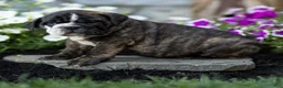 English Bulldog dogs for sale: Mable English Bulldog  - Ad 2
